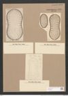 Surirella fastuosa var. lata (W. Sm.) W. H. (de-Toni-Nr.: Genus 53, Species 2276) Zeichnungen Sammlung Grunow Nr. 4730 (NHMW-BOT-W0372829)